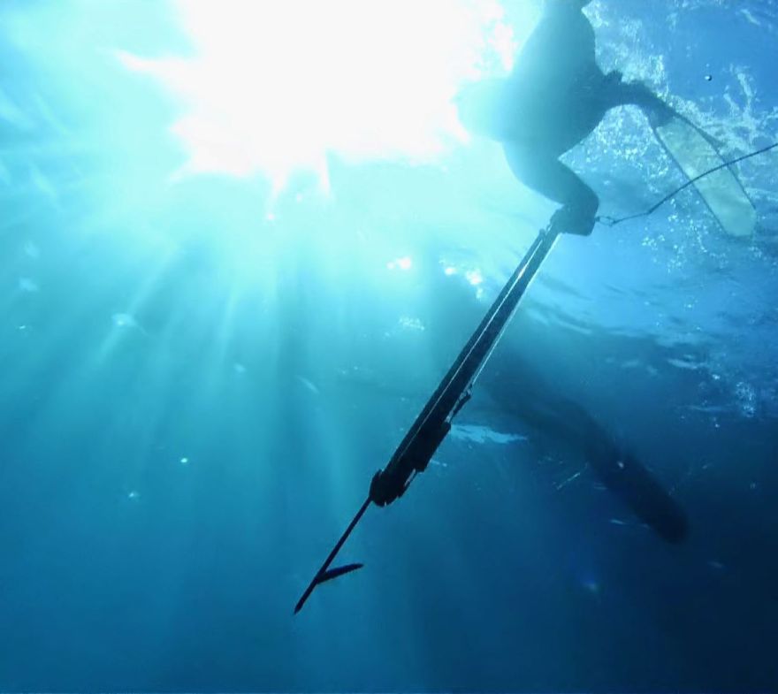 Spearfishing documentary
